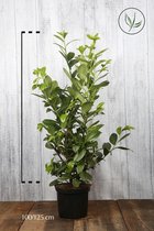 10 stuks | Laurier Rotundifolia Pot 100-125 cm | Standplaats: Half-schaduw | Latijnse naam: Prunus laurocerasus Rotundifolia