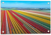 Tuinposter – Tulpenvelden in Zonnig Nederland - 60x40cm Foto op Tuinposter  (wanddecoratie voor buiten en binnen)