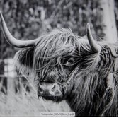 Tuinposter - Natuur - Schotse hooglander - Highland cow - Natuurposter