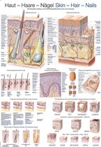 Het menselijk lichaam - anatomie poster huid, haar en nagels (papier, 50x70 cm)