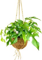 Kokodama - Monstera Minima - ⌀17 cm in pot - Kamerplant - Hangplant - Cadeau - Housewarming