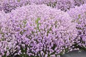 6x Lavendel (Lavandula angustifolia 'Rosea') - P9 pot (9x9)