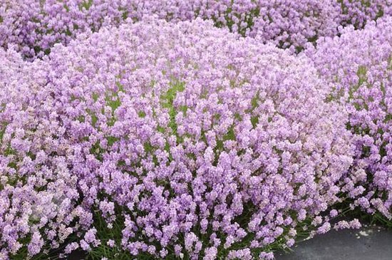 6x Lavendel (Lavandula angustifolia 'Rosea') - P9 pot (9x9) - Megatuinshop.nl