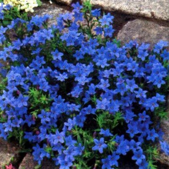 6x Steenzaad (Lithodora diffusa 'Heavenly Blue') - P9 pot (9x9)