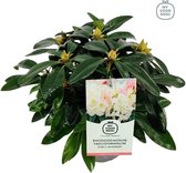 3x Rhododendron 'Percy Wiseman' - Planthoogte 30-40 cm in pot