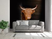 Professioneel Fotobehang Schotse Hooglander Op Stal - zwart bruin - Sticky Decoration - fotobehang - decoratie - woonaccesoires - inclusief gratis hobbymesje - 562 cm breed x 380 cm hoog - in