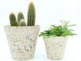 Ikhebeencactus | Agave stricta nana | dwerg agave | egeltjesplant | Prachtige succulent | Set van 2 stuks | 10, 5cm