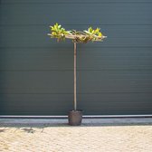 Magnolia grandiflora vierkantdak ‘Magnolia grandiflora’ Stamhoogte 190 cm stamomtrek 8-12 cm totaalhoogte 200-220 cm