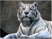 Artgeist Bengal Tiger in Zoo Fleece Papier peint Papier peint photo