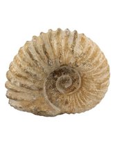 Roue de tracteur d'ammonite fossile (Groot)