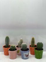 Cactus- Cactus mix 6 soorten- 6.5cmØ- vlinder pot ± 8-17cm hoog