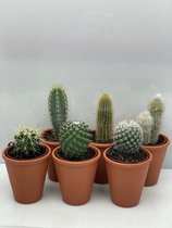 Cactus- Cactus mix 6 soorten- 6.5cmØ- terracotta pot ± 8-17cm hoog