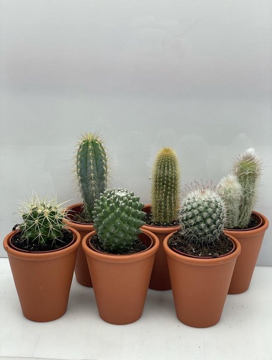 Helaas speelplaats Aggregaat Cactus- Cactus mix 6 soorten- 6.5cmØ- terracotta pot ± 8-17cm hoog | bol.com