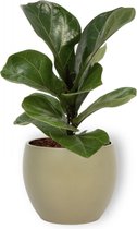 Kamerplant Ficus Bambino – Vioolplant - ± 30cm hoog – 12 cm diameter - in groene pot