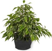 Kamerplant Ficus Kinky - ± 25cm hoog – 12 cm diameter - in zwarte sierzak