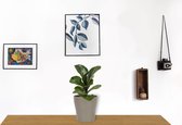 Kamerplant Ficus Bambino – Vioolplant - ± 30cm hoog – 12 cm diameter - in zilverkleurige pot