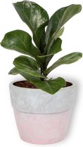 Kamerplant Ficus Bambino – Vioolplant - ± 30cm hoog – 12 cm diameter - in roze betonnen pot
