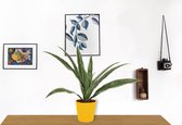 Kamerplant Dracaena Warnecki- ± 20cm hoog – 12cm diameter - in gele pot