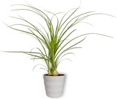 Kamerplant Nolina Recurvata - Olifantspoot - ±  25cm hoog - 12cm diameter - in witte pot
