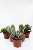 Cactus interior offre complète mélange de cactus et plantes succulentes 10,5 cm
