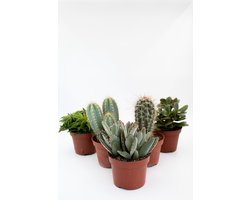 Cactus interieur complete deal 10,5cm cactus en vetplant mix