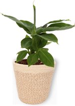 Kamerplant Musa Tropicana – Bananenplant - ± 25cm hoog – 12 cm diameter - in beige mand