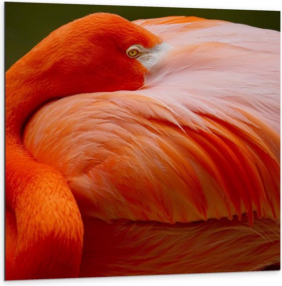 Dibond - Oranje Flamingo - 100x100cm Foto op Aluminium (Wanddecoratie van metaal)