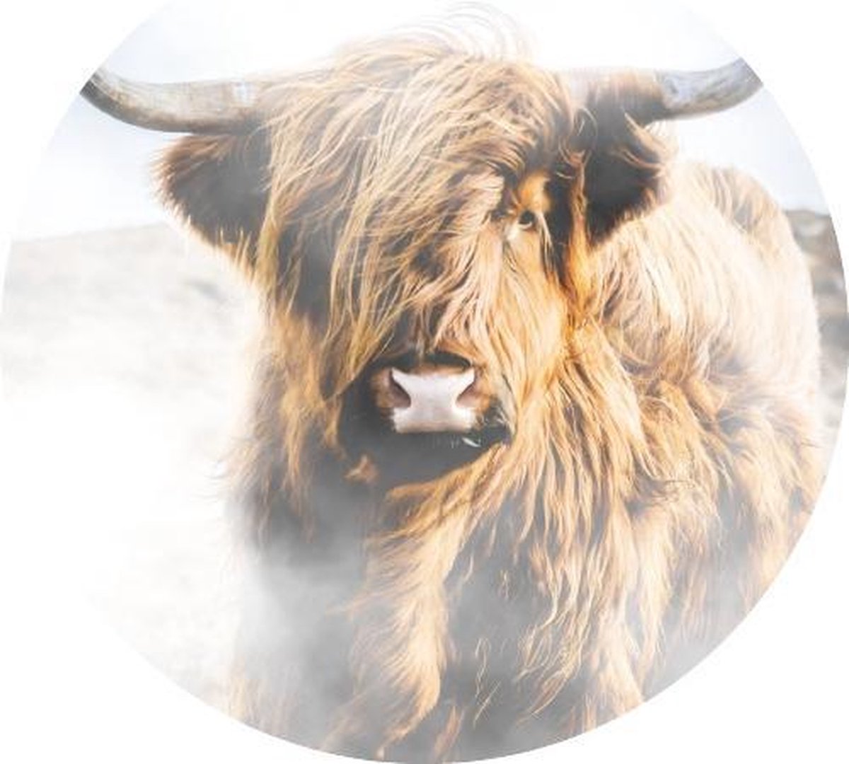 Muursticker Schotse Hooglander