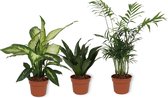 Set van 3 Kamerplanten - Dieffenbachia & Chamaedorea & Dracaeana Compacta - ±  30cm hoog - 12cm diameter