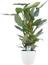 Kamerplant van Botanicly – Philodendron Silver Sword incl. sierpot wit als set – Hoogte: 70 cm