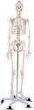 Afbeelding van het spelletje Anatomisch skeletmodel met standaard - Professioneel skelet - Skelet - Biologie - Hoge kwaliteit - Anatomisch - NEW MODEL - LIMITED EDITION