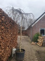 Treurberk - Betula pendula Youngii | Omtrek: 14-18 cm | Hoogte: 350 cm