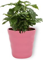 Kamerplant Coffea Arabica – Koffieplant - ± 25cm hoog – 12 cm diameter - in roze pot