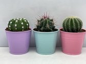 Cactus- Cactus bollen mix 3 soorten-8.5 cmØ- gekleurde zinken pot- Ferocactus Stainesii- Notocactus Leninghausii- Echinopsis Multiplex
