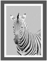 Foto in frame , Zebra , 3 maten , Zwart wit, wanddecoratie , Premium print
