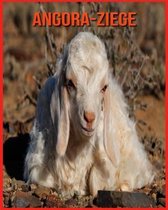 Angora-Ziege