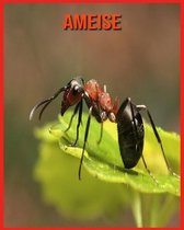 Ameise