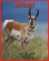Antilope