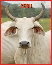 Zebu