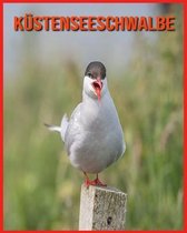 Kustenseeschwalbe