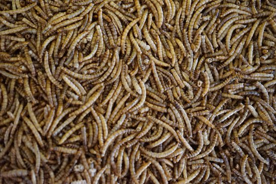 Gevriesdroogde Meelwormen - Buitenvogelvoer - 5 Liter - Benelux nature