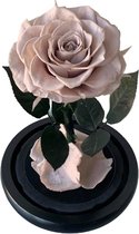 Roos in Stolp BEIGE XL - valentijn cadeautje voor haar - Valentijn Decoratie - Roos in Glas - Beauty and the Beast - Decoratie