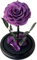 Roos in Stolp PAARS XL - valentijn cadeautje voor haar - Valentijn Decoratie - Roos in Glas - Beauty and the Beast - Decoratie