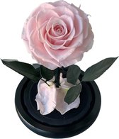 Roos in Stolp ROOS L - valentijn cadeautje voor haar - Valentijn Decoratie - Roos in Glas - Beauty and the Beast - Decoratie