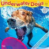 Underwater Dogs 2022 Square