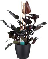 Philodendron Ruby  - Pyramide in ELHO Round (zwart) - 70 cm, Ø 20 cm
