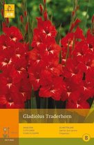 2 stuks 10 Gladiolus Traderhorn