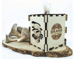 Growkit voor oesterzwammen op koffiedik (kweekset als duurzaam cadeau)