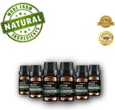 Honuol Premium Eucalyptus olie - 6 STUKS - Etherische Olie Eucalyptus - 100% Puur en Natuurlijk - Essentiele Olie Eucalyptus - Eucalyptus Etherische Olie - Luxe verpakking -