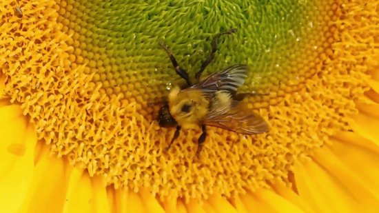 Cartello Home - Kaars - Urbicus - Croco Goud